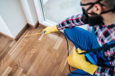Spider Extermination Service in New Braunfels, TX