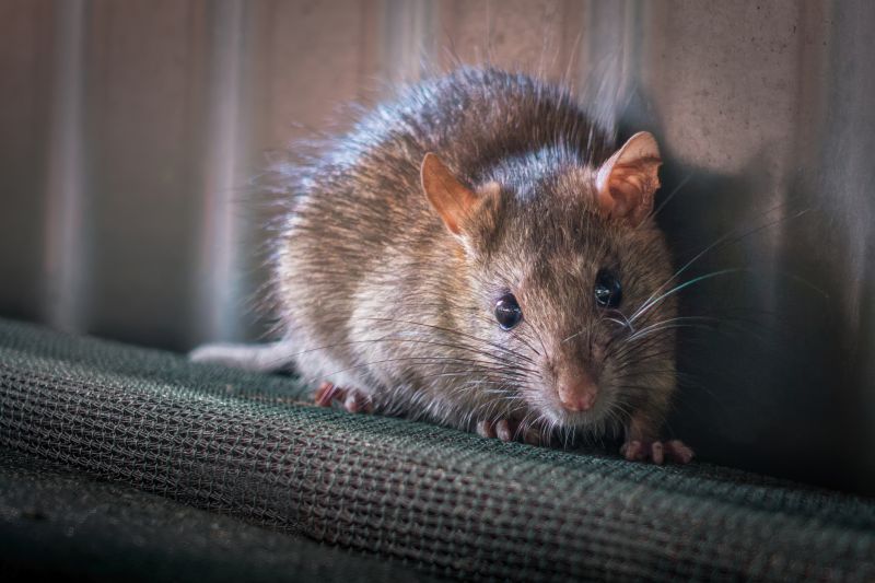 Common Entry Points Rodents Use To Access Properties