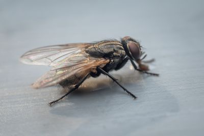 Fly Pest Control in Katy, TX