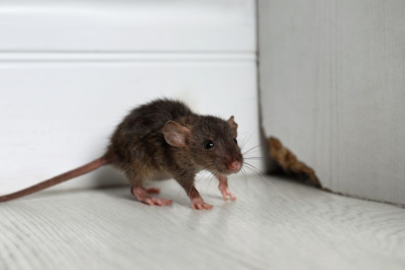 Rodent Baiting detail