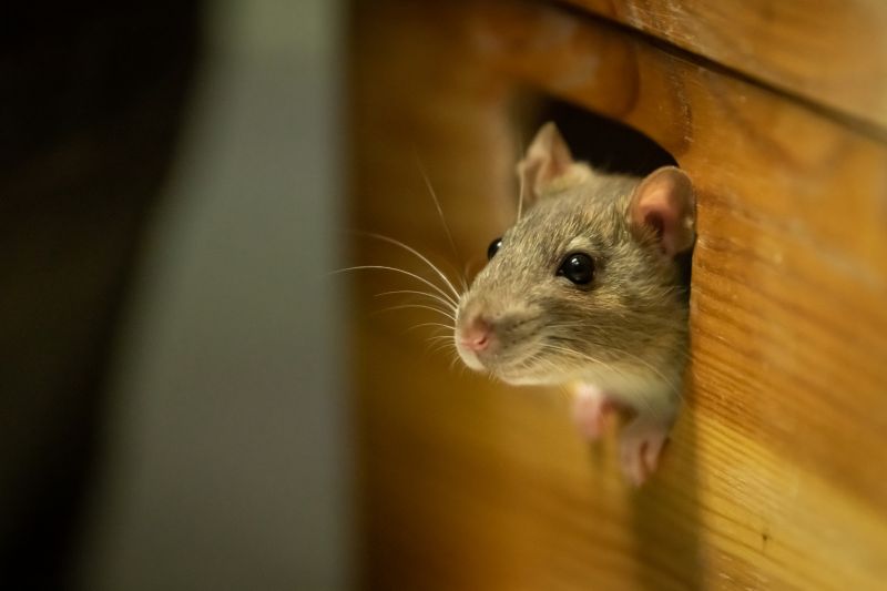 Rodent Baiting detail