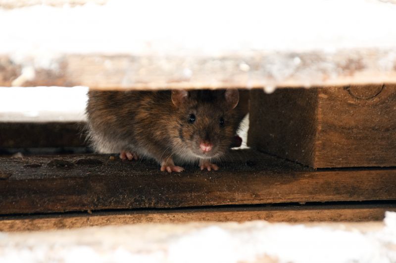 Rodent Baiting detail