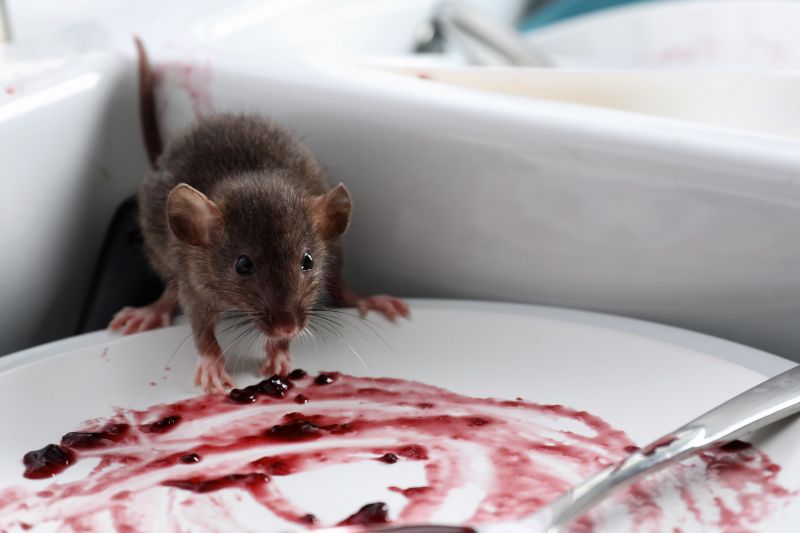 Rodent Baiting detail