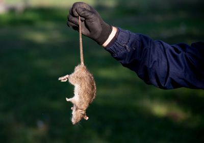 Health Risks Associated With Mice And Rats In Buildings